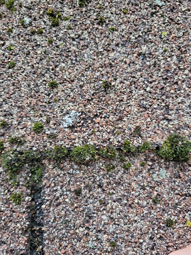 moss on roof