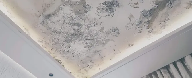 dima90 mold on ceiling beautiful clean design 8c0a114a 2d80 4aeb 9d39 2ef2f948bb0f 1
